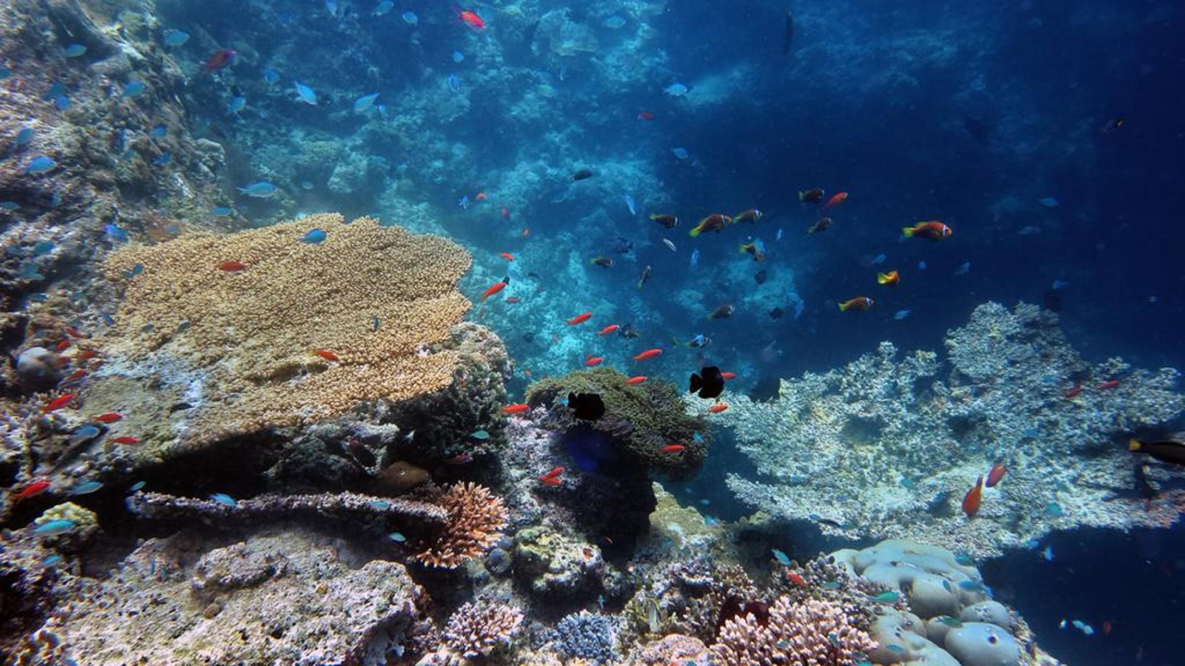 Stingray Beach Inn Maafushi Luaran gambar