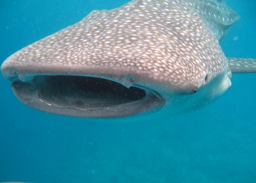 Stingray Beach Inn Maafushi Luaran gambar