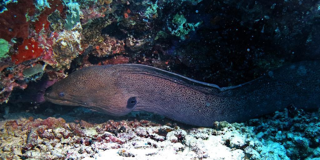 Stingray Beach Inn Maafushi Luaran gambar